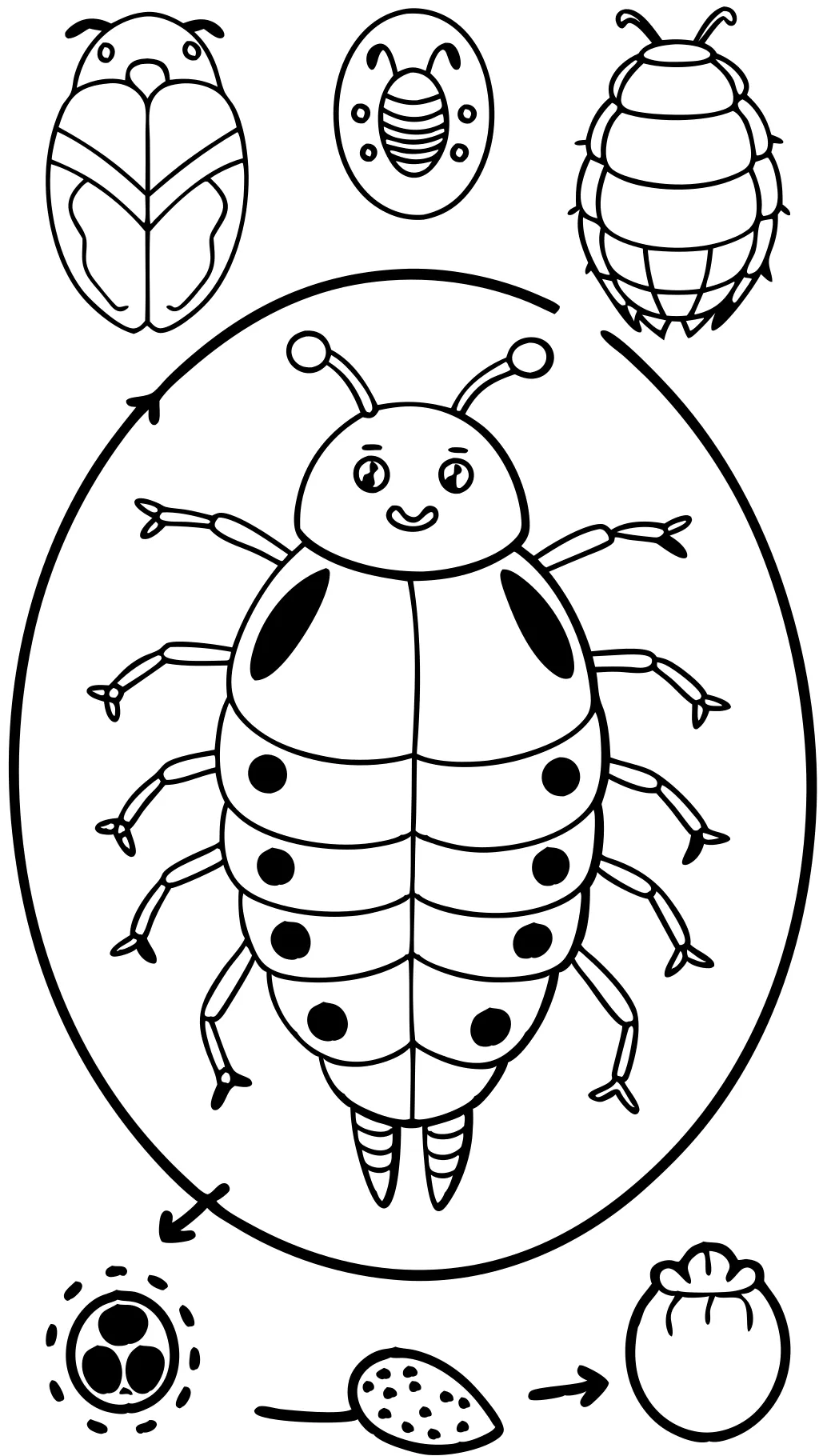 life cycle of a ladybug coloring page